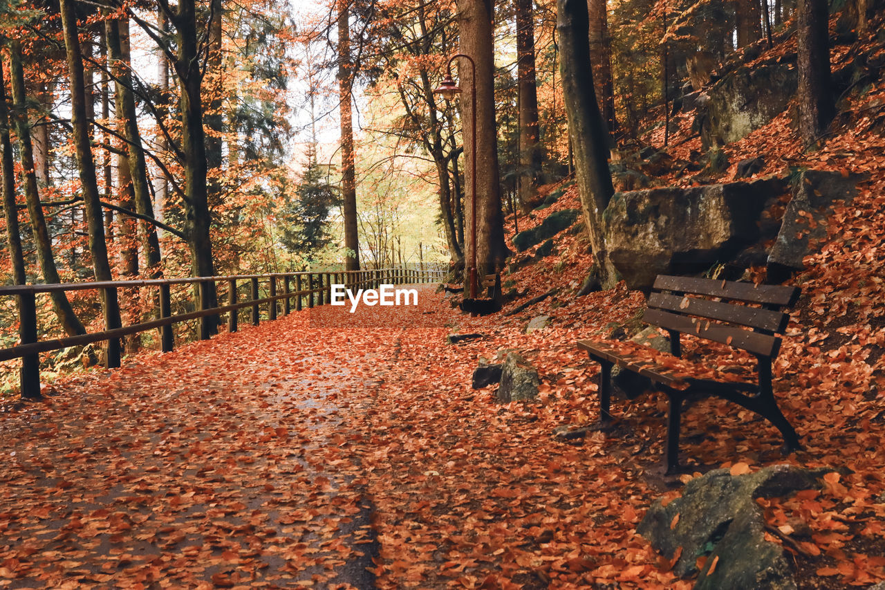 AUTUMN LEAVES IN FOREST