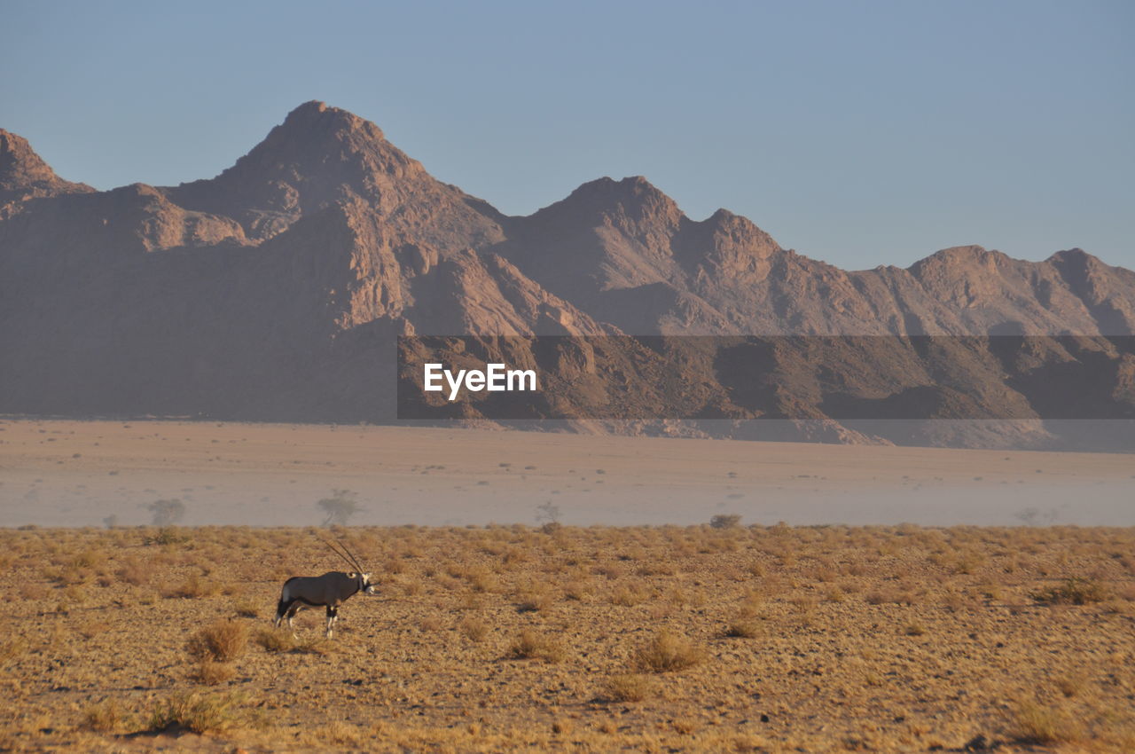Oryx at home in the desert