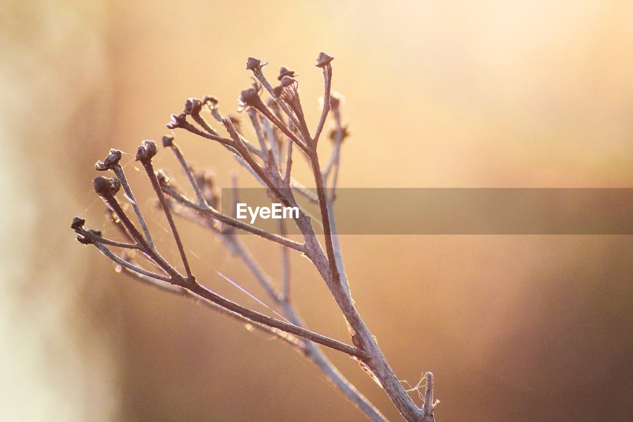 Dried tansy under the sun rays in the foggy morning outdoor