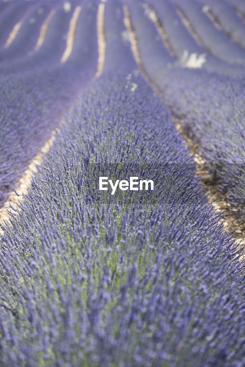 CLOSE-UP OF LAVENDER ON FIELD