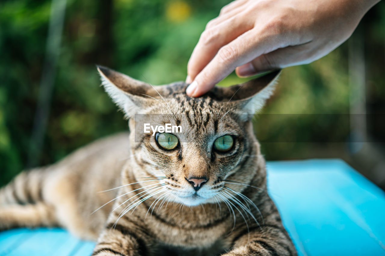 Close-up of tabby cat sitting on table against plants outdoors