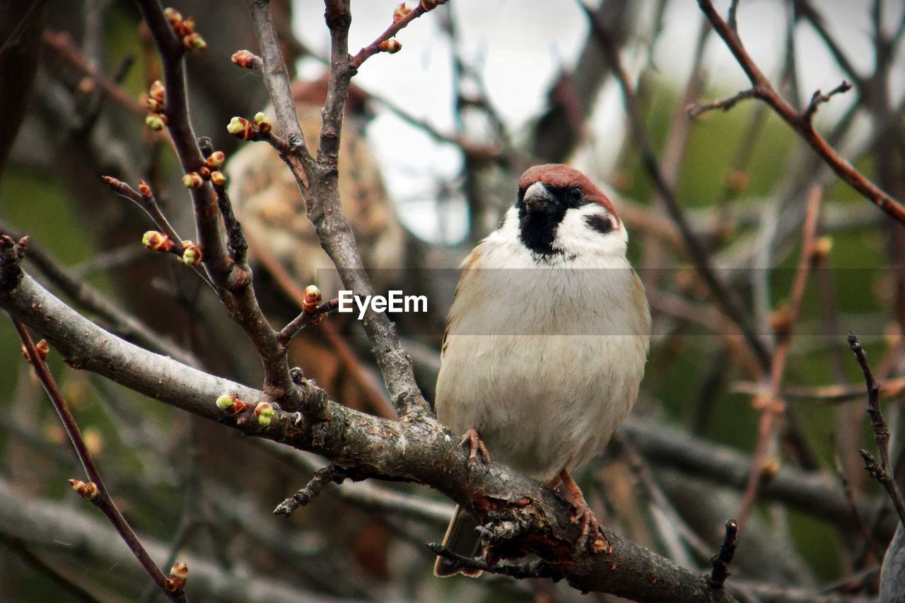 Close-up of bird perching on branch