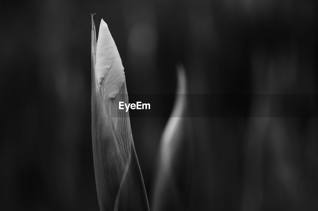 black and white, monochrome photography, close-up, darkness, monochrome, black, no people, plant, nature, focus on foreground, growth, beauty in nature, macro photography, flower