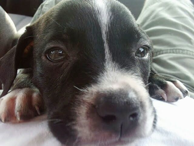 CLOSE-UP PORTRAIT OF DOG