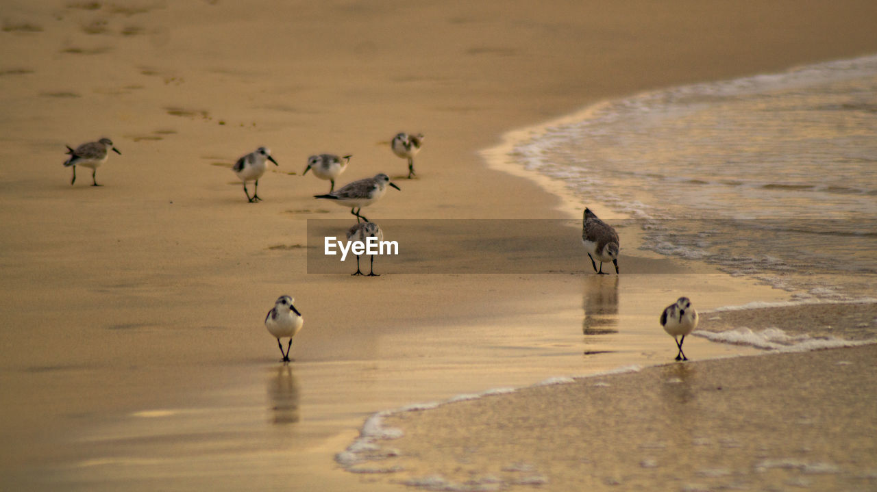 BIRDS AT BEACH