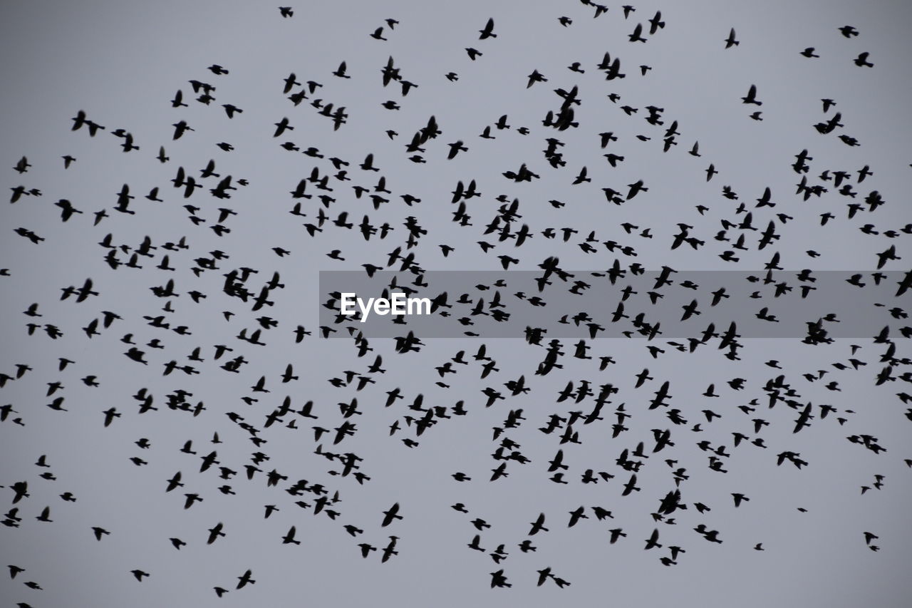 Flock of birds flying in sky