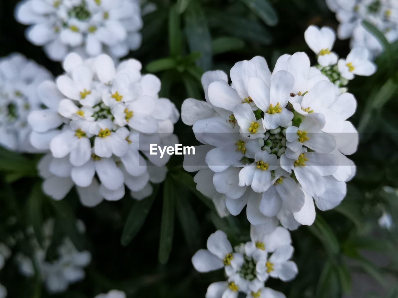 WHITE FLOWERING PLANTS IN PARK