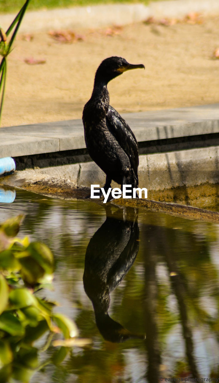 PIGEON PERCHING ON A LAKE