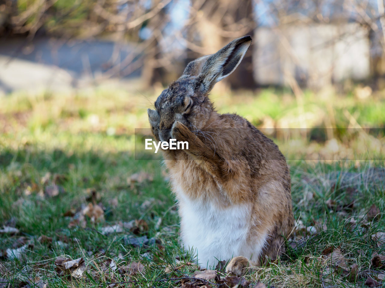 View of a hare sitting on field