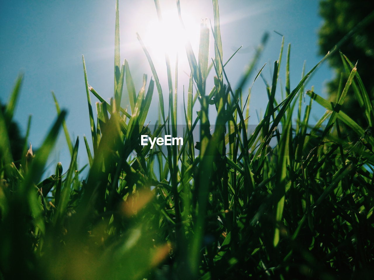 Close-up of fresh plants on field against sky