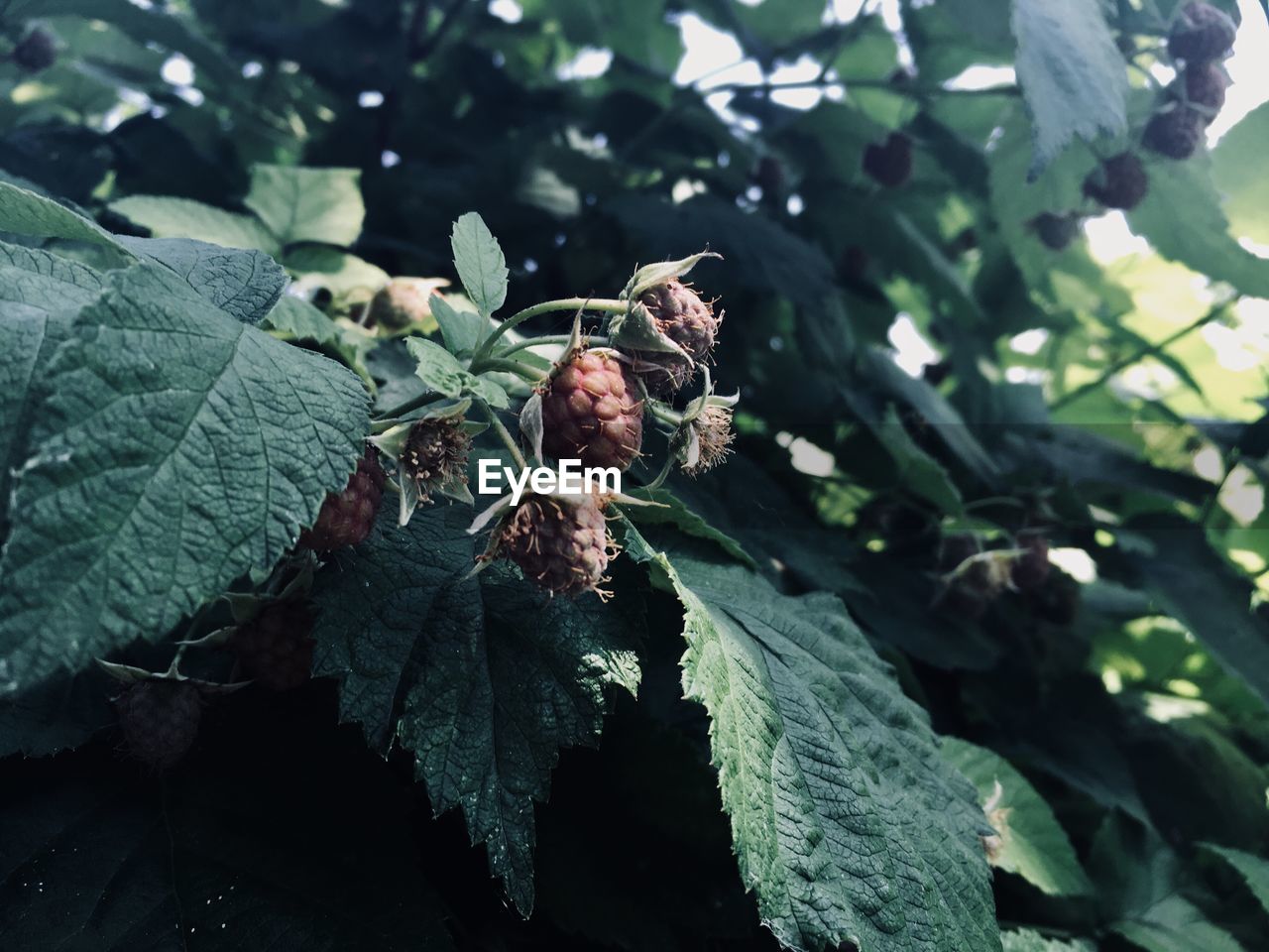 CLOSE-UP OF WILTED PLANT