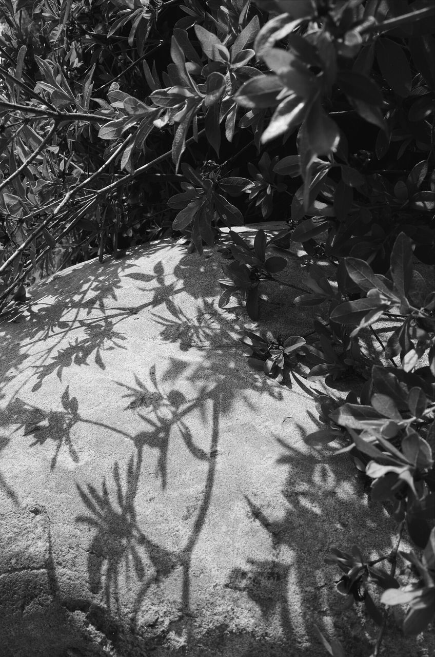 High angle view of plant shadows on rock