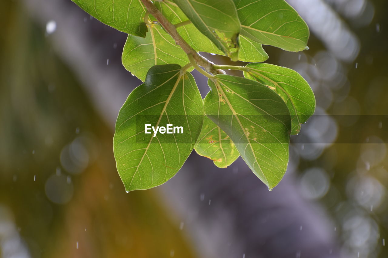 Close-up of plants during rainy season