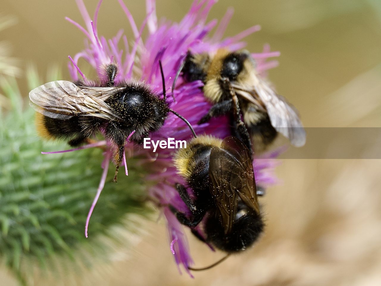 animal themes, animal, insect, animal wildlife, honey bee, bee, wildlife, close-up, one animal, beauty in nature, flower, macro photography, flowering plant, nature, plant, pollination, freshness, no people, purple, fragility, focus on foreground, flower head, pollen, petal, macro, outdoors