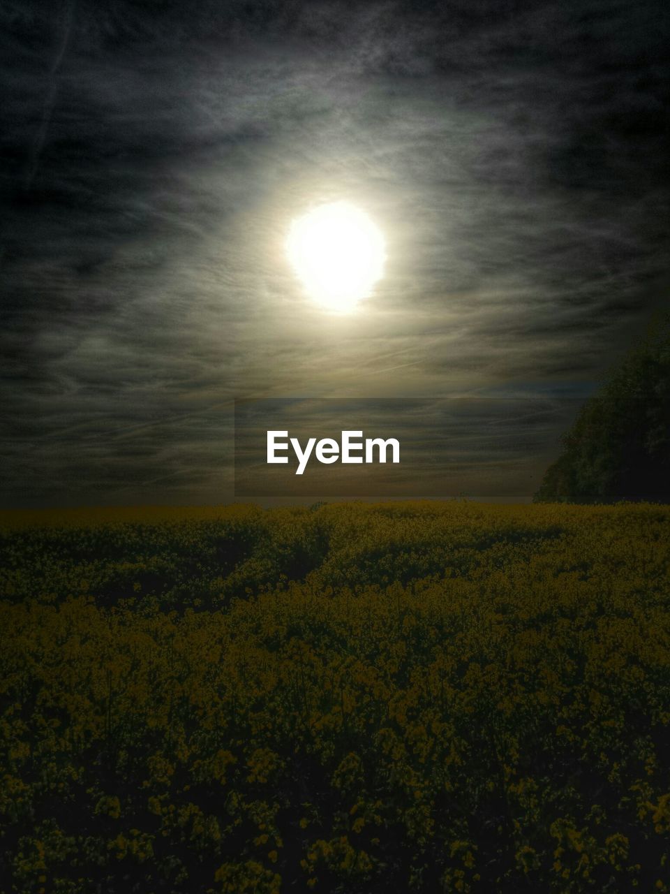 Scenic view of rapeseed field against sky at sunset