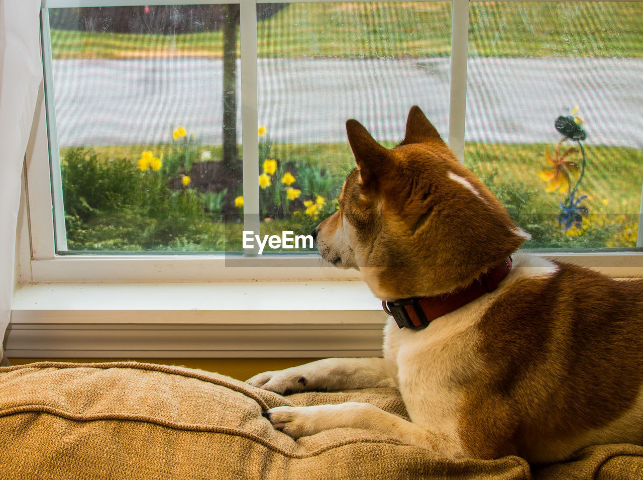 DOG LOOKING AWAY WHILE SITTING ON WINDOW