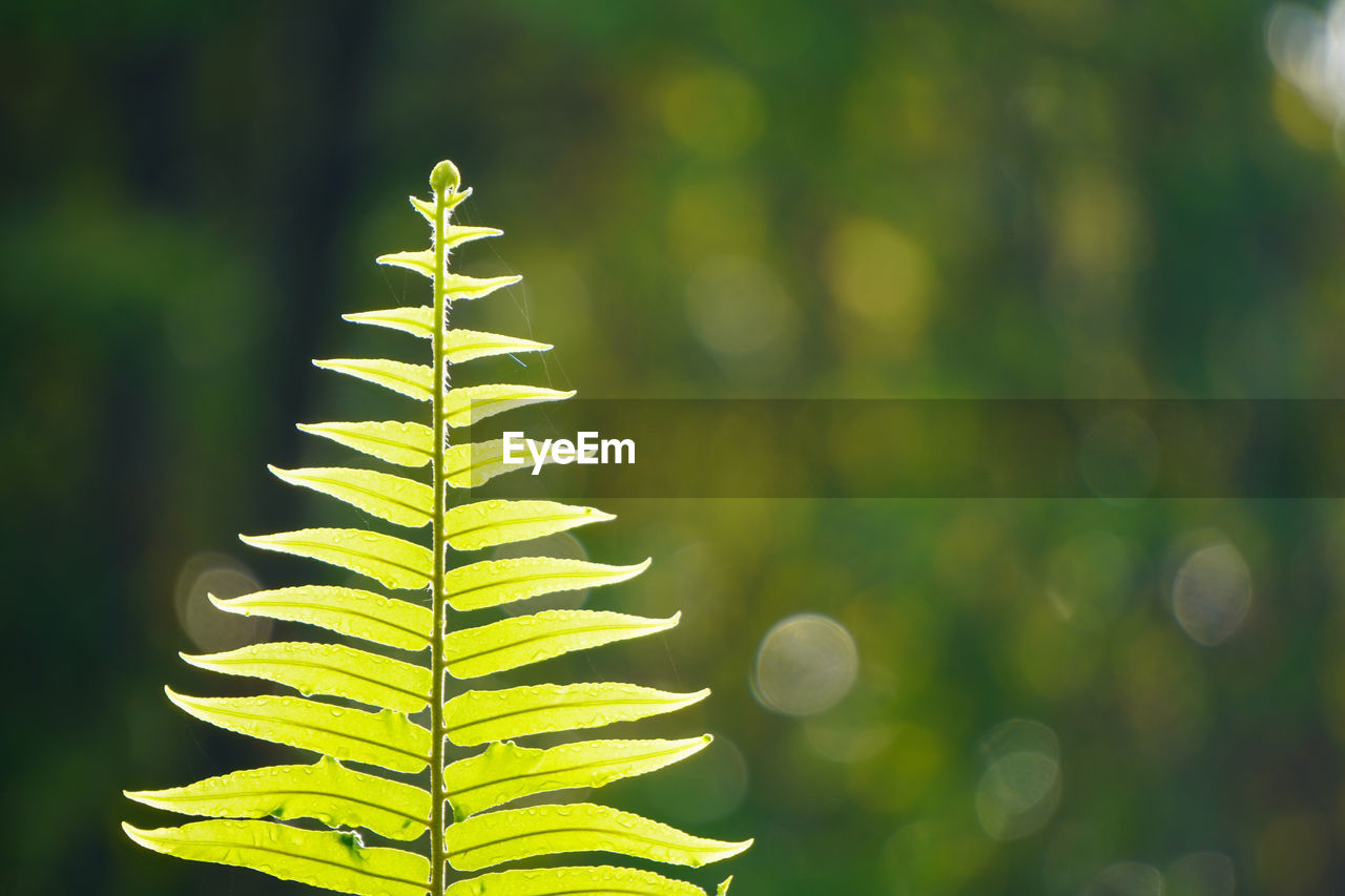 green, plant, yellow, leaf, plant part, nature, tree, beauty in nature, branch, focus on foreground, close-up, no people, flower, macro photography, plant stem, growth, ferns and horsetails, outdoors, tranquility, sunlight, forest, coniferous tree, pinaceae, environment, day, land, selective focus, freshness
