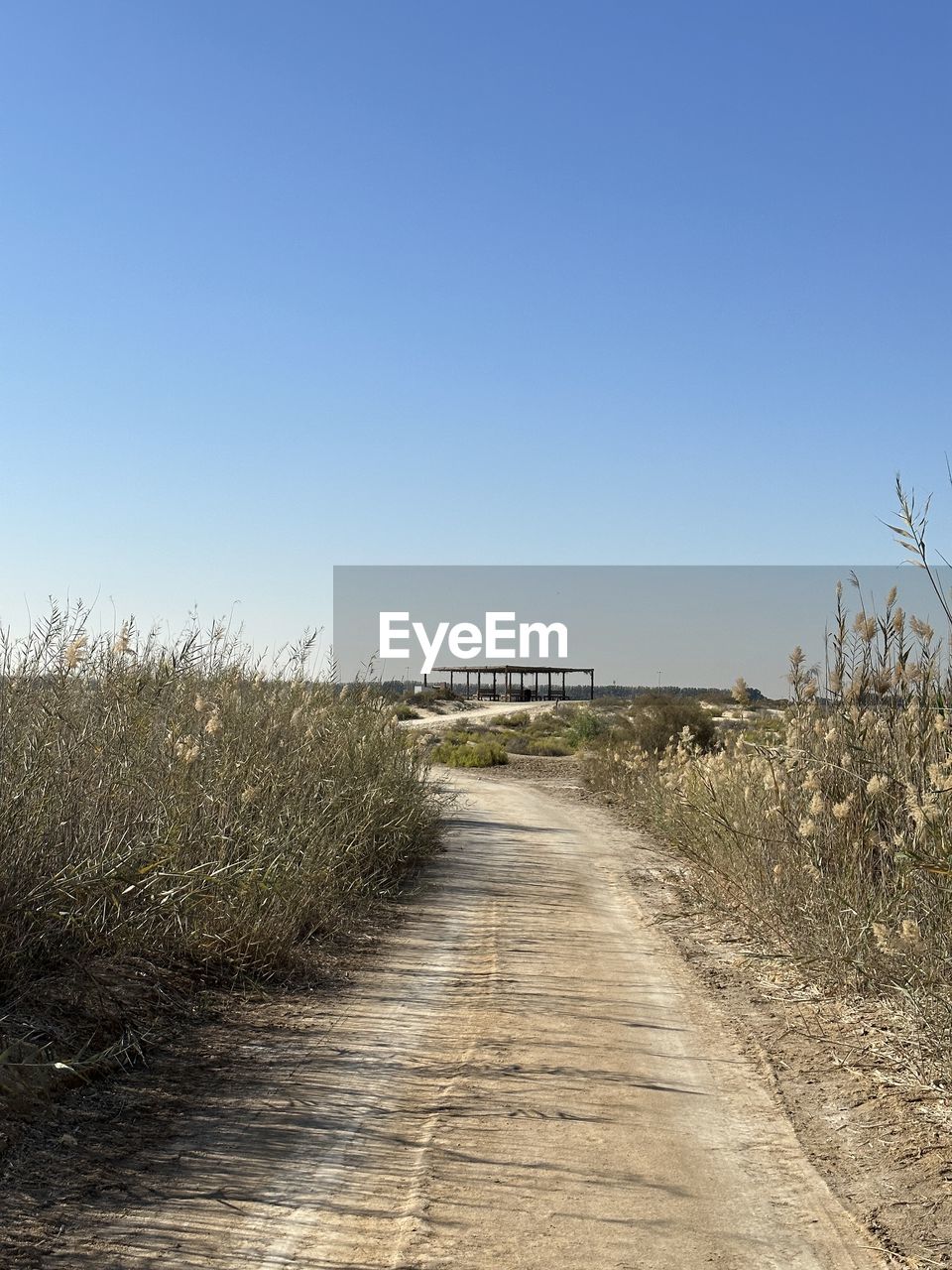 sky, nature, horizon, clear sky, plant, natural environment, land, the way forward, landscape, rural area, sand, footpath, grass, coast, sea, blue, no people, environment, field, tranquility, scenics - nature, day, road, shore, hill, copy space, walkway, dirt road, sunny, diminishing perspective, prairie, tranquil scene, beauty in nature, outdoors, sunlight, dirt, non-urban scene, transportation, vanishing point, rural scene, sand dune, morning, beach, growth