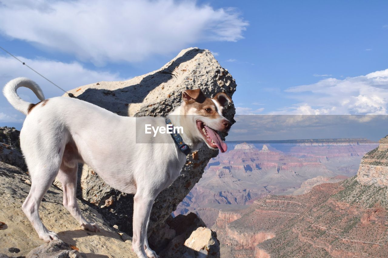 DOG ON ROCK