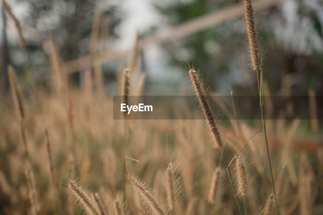 Soft focus of grass flower in the morning that gives loneliness