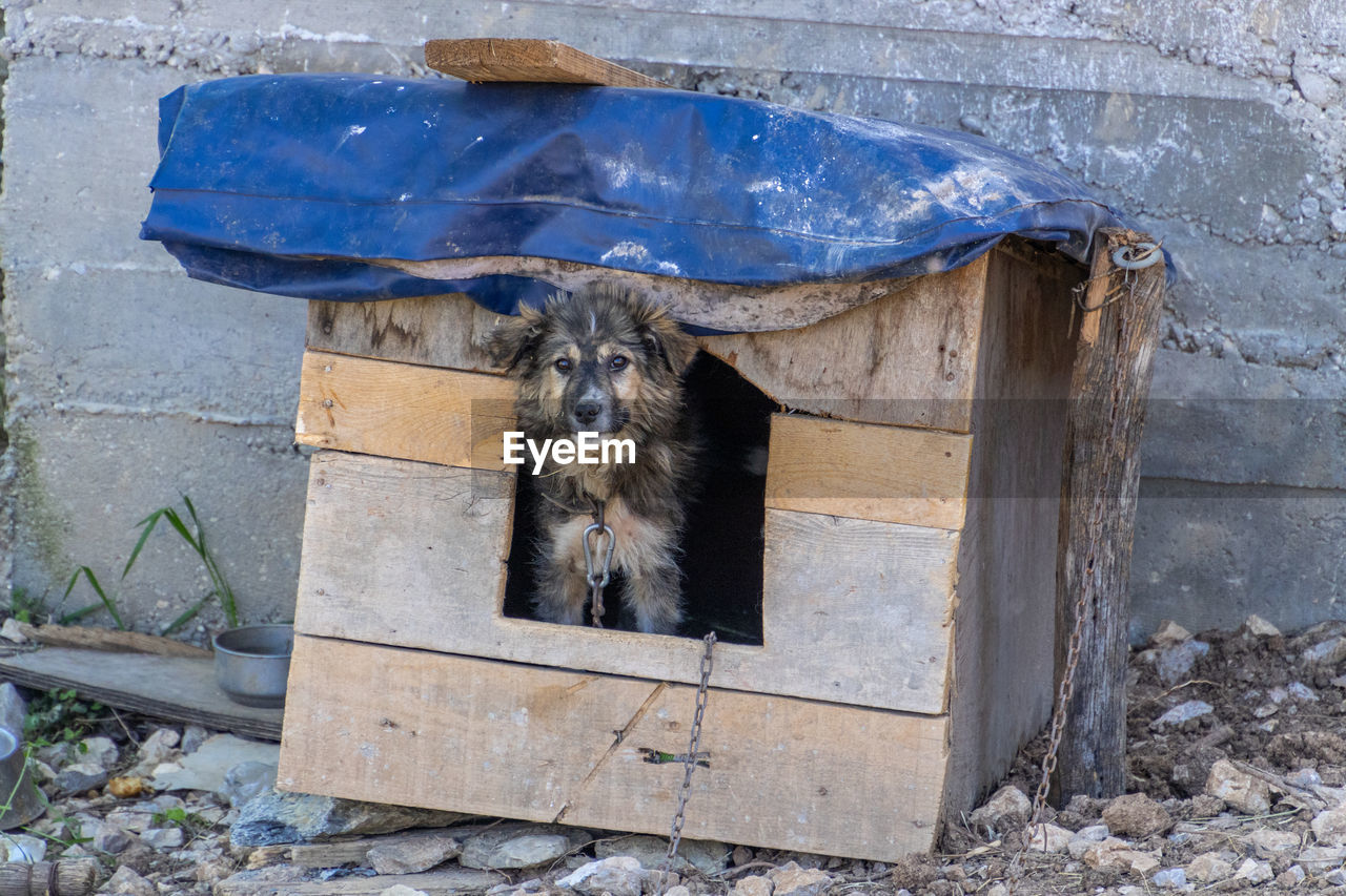 Portrait of dog by wall