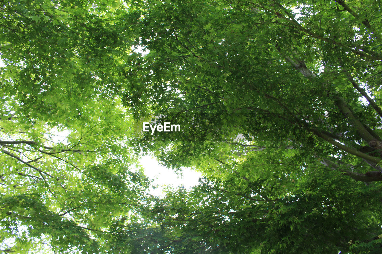 LOW ANGLE VIEW OF TREES AGAINST SKY