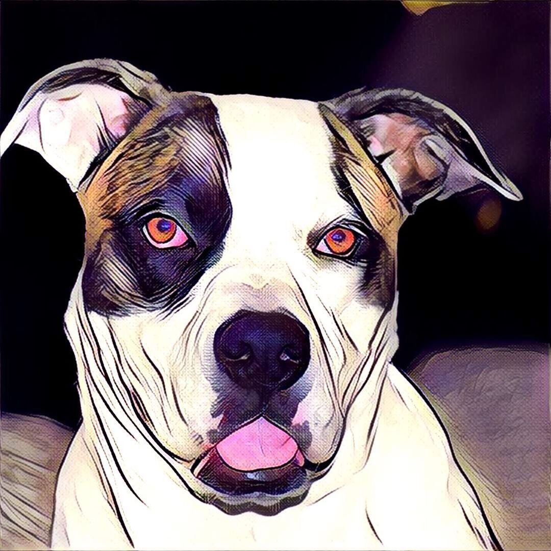 PORTRAIT OF A DOG