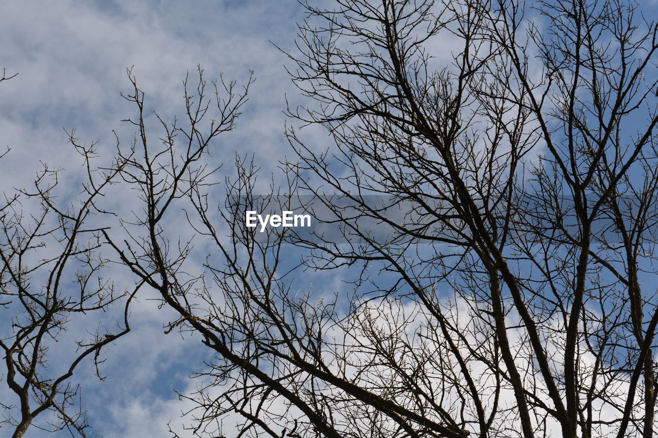 LOW ANGLE VIEW OF BIRDS ON BARE TREE AGAINST SKY