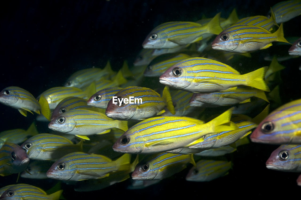 Close-up of fish in sea