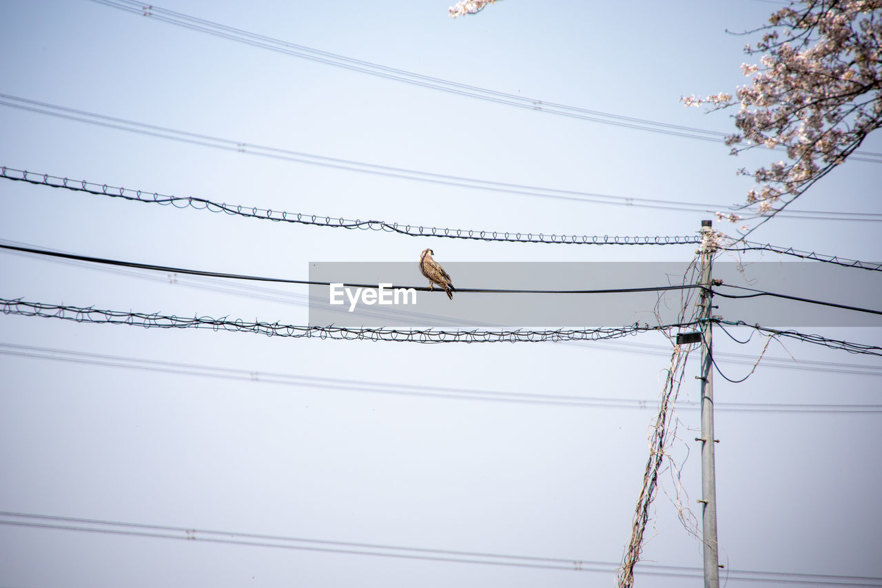 Low angle view of a falcon perching on cable