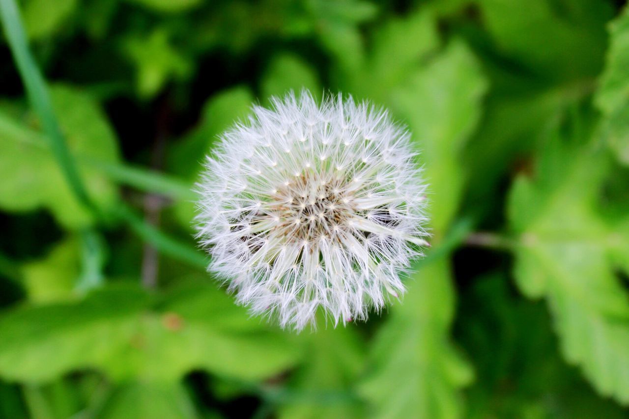 Close-up of flower against blurred background