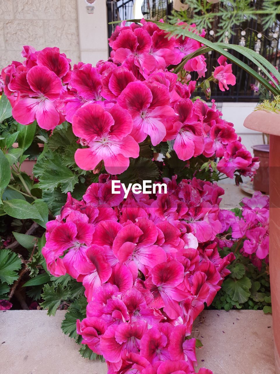 CLOSE-UP OF PINK ROSES