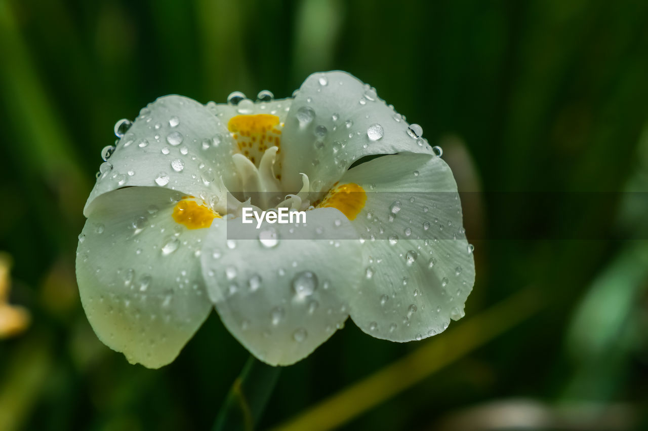 Close-up of wet white flowering plant