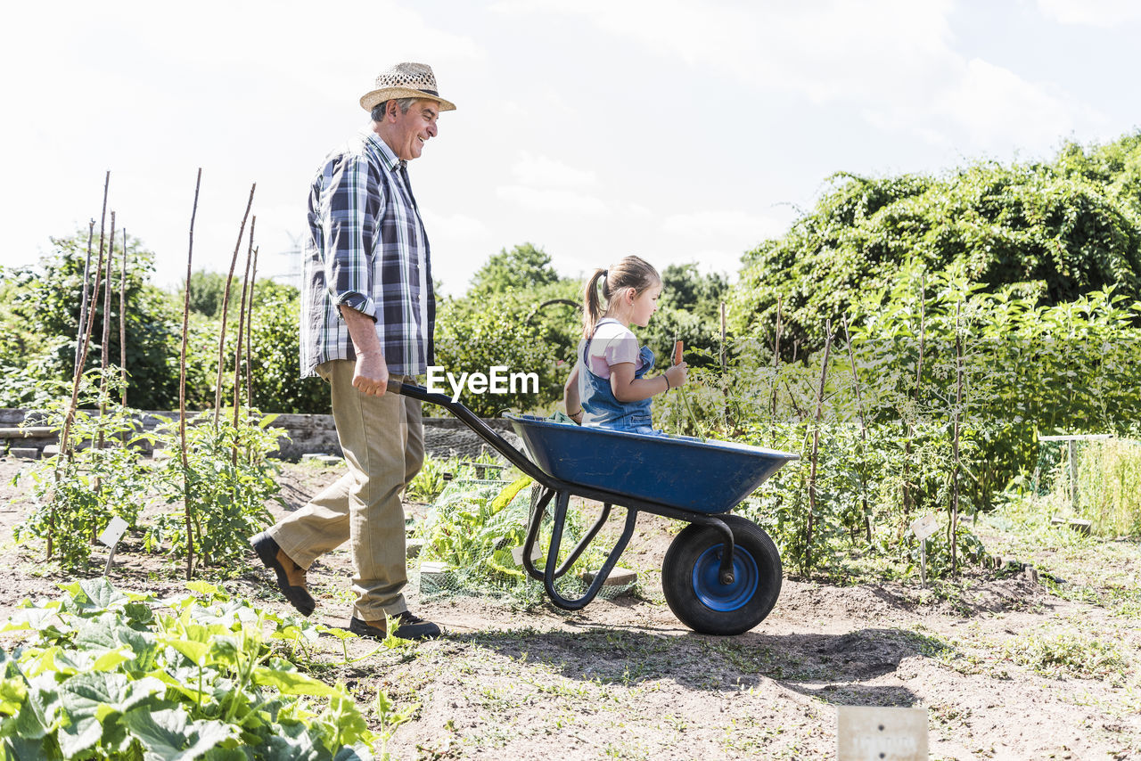 Grandfather pushing wheelbarrow with granddaughter in the garden