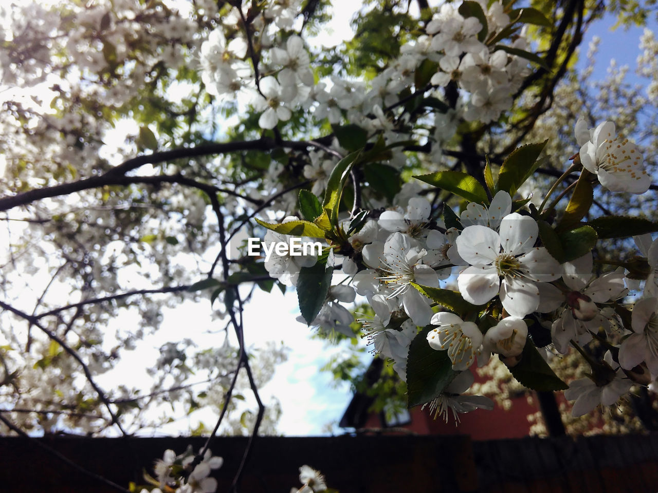 Close-up of white flowers blooming on tree