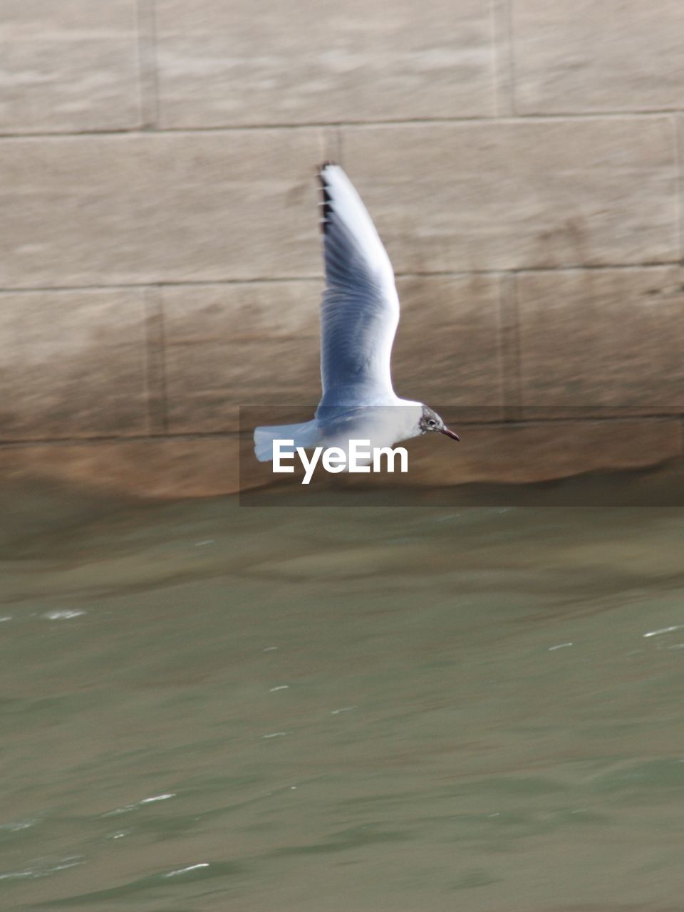 SEAGULL IN WATER