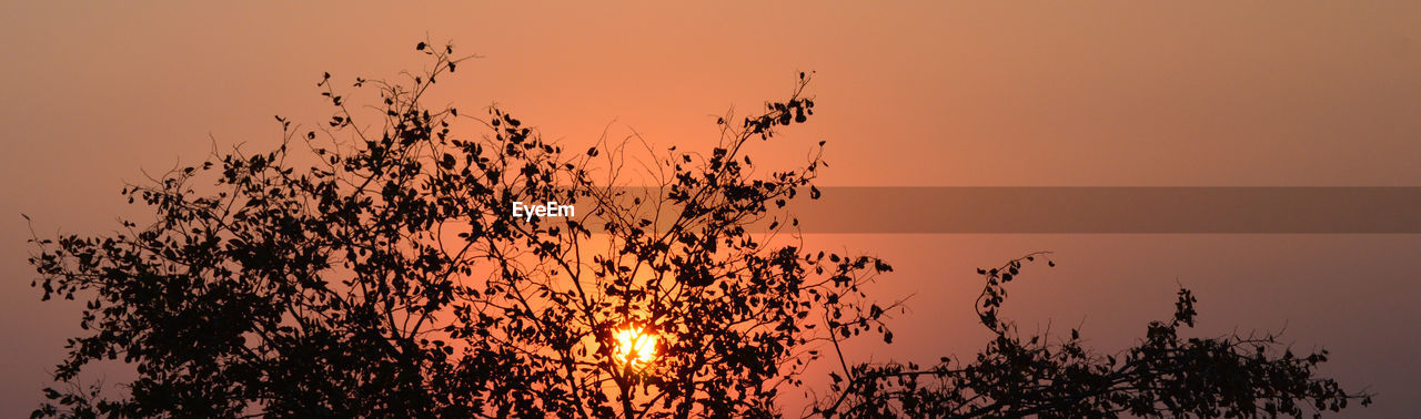 Silhouette tree against sky during sunset