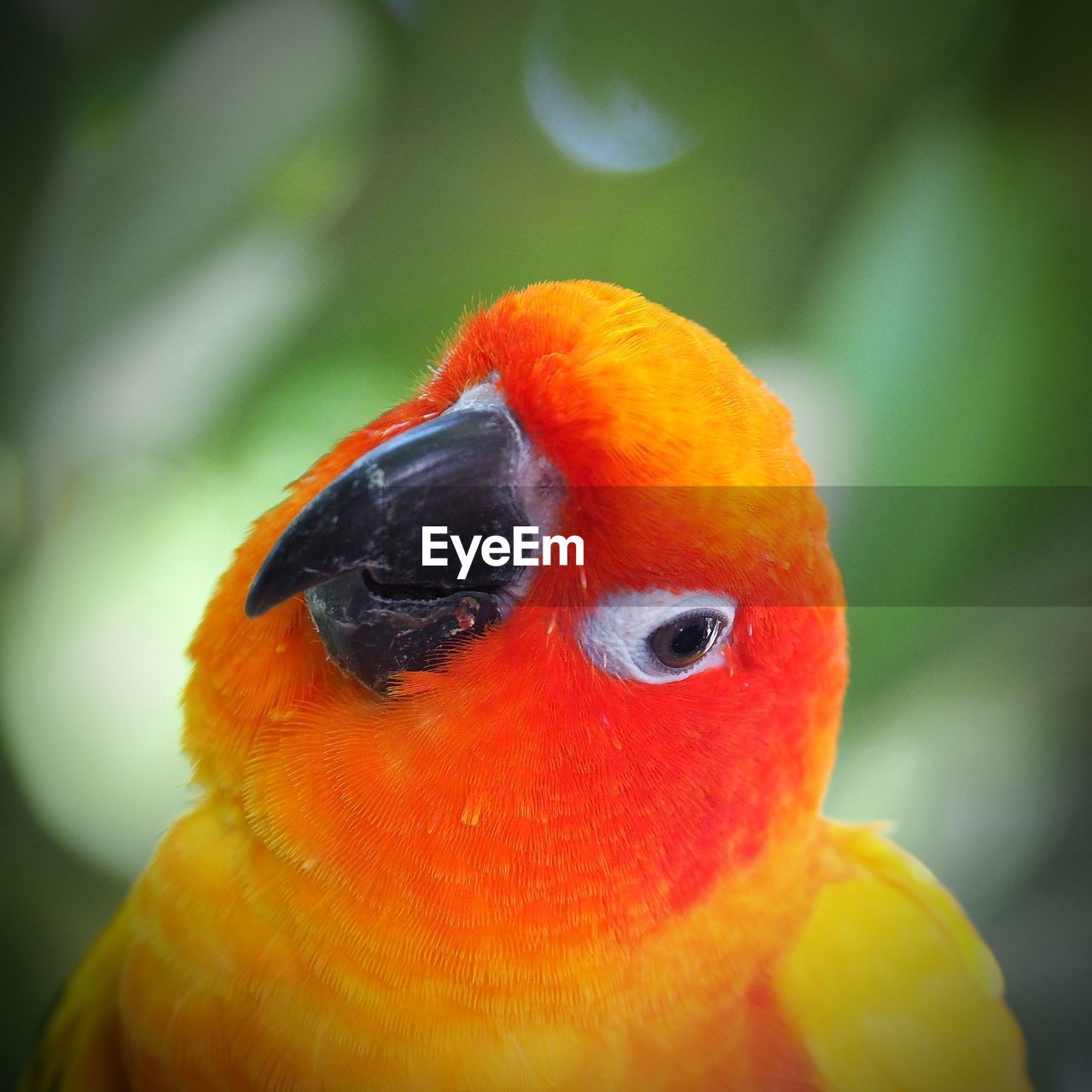 CLOSE-UP PORTRAIT OF PARROT IN RED BACKGROUND