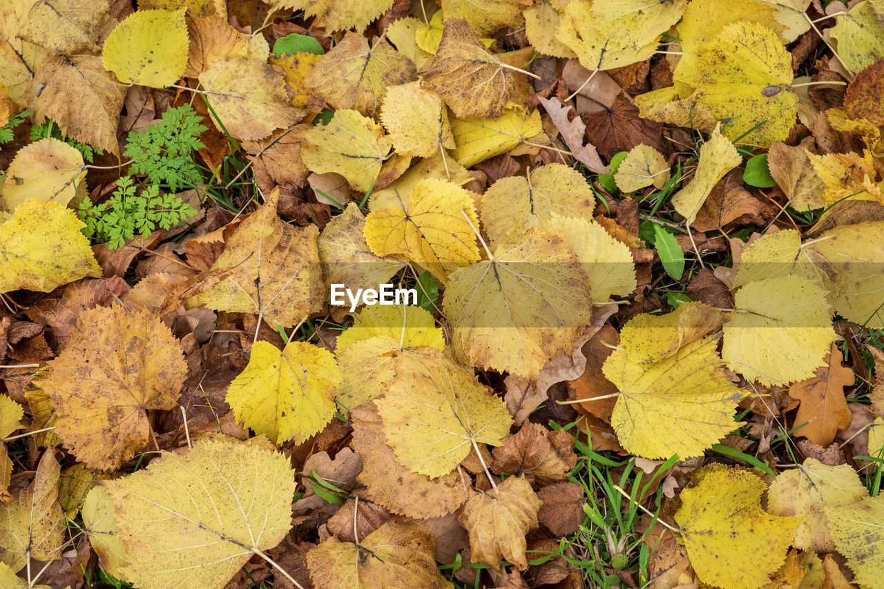 leaf, plant part, yellow, autumn, nature, full frame, leaves, day, dry, backgrounds, no people, high angle view, land, field, abundance, plant, tree, large group of objects, beauty in nature, flower, outdoors, falling, soil, directly above, close-up, tranquility, natural condition, fragility