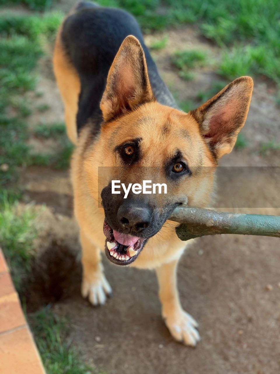 Portrait of dog carrying stick