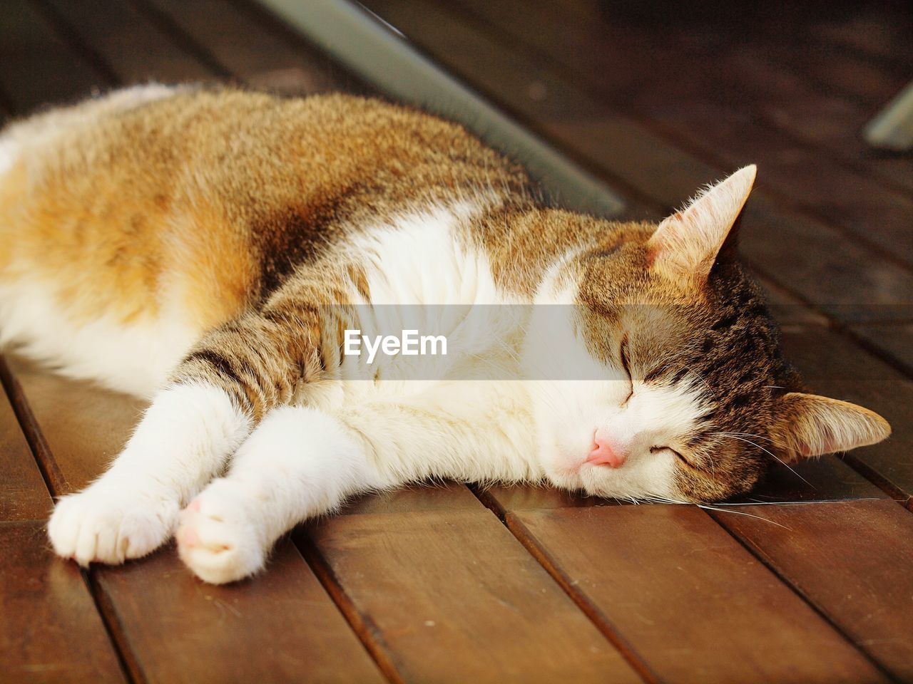 Close-up of cat sleeping on wooden floor
