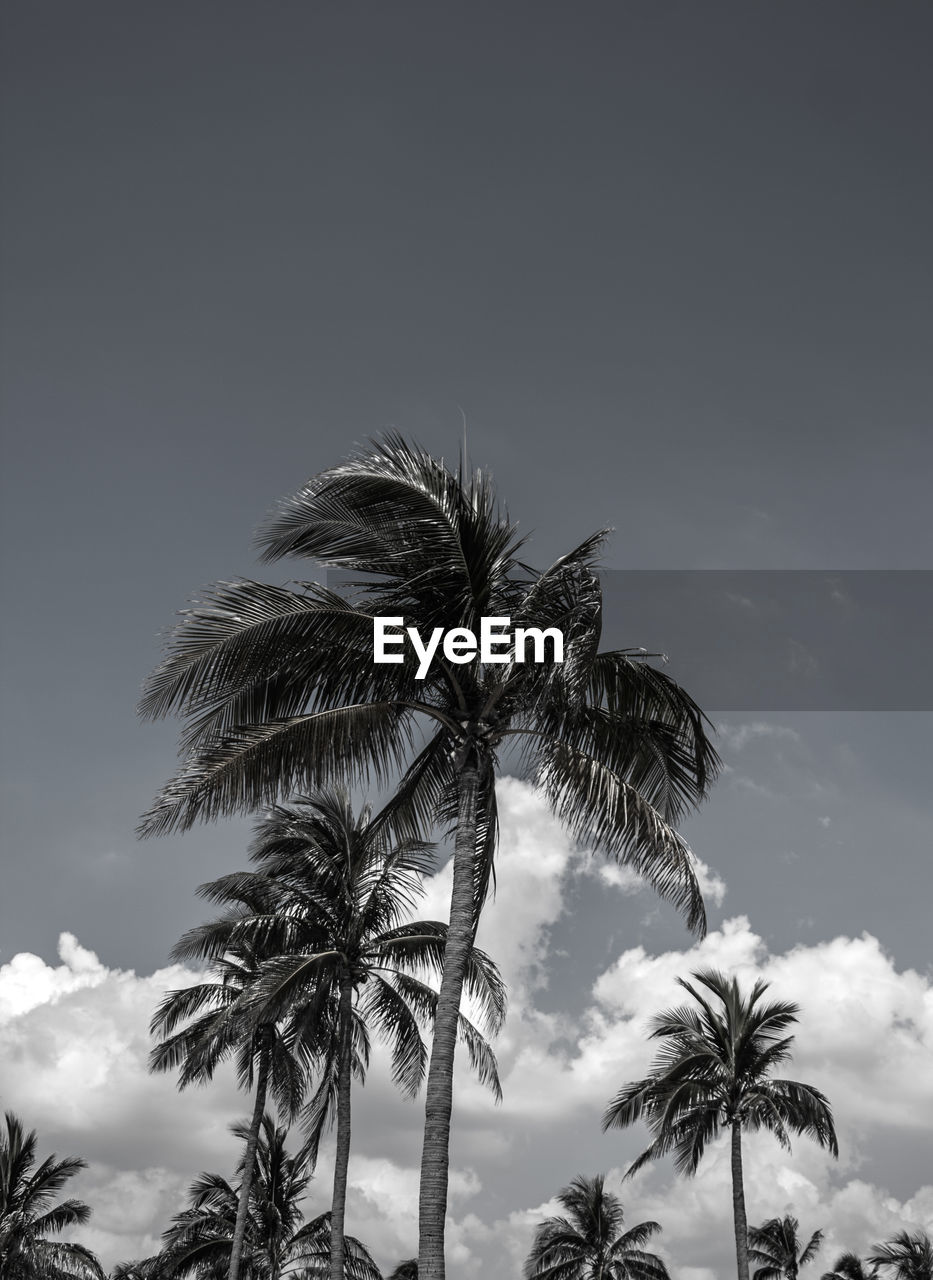 Low angle view of palm trees against sky