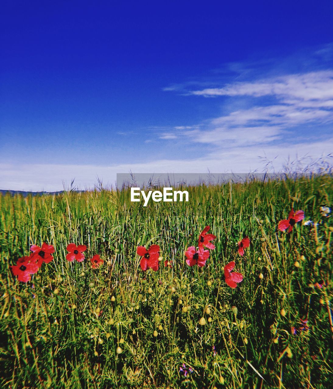 POPPY FLOWERS GROWING ON FIELD