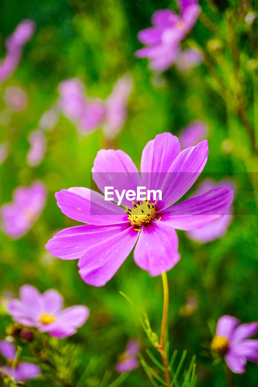 CLOSE-UP OF PURPLE COSMOS FLOWERS