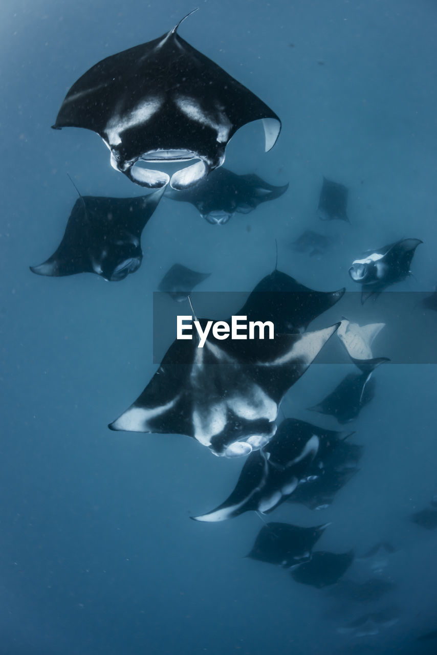 School of manta rays in baa atoll, maldives