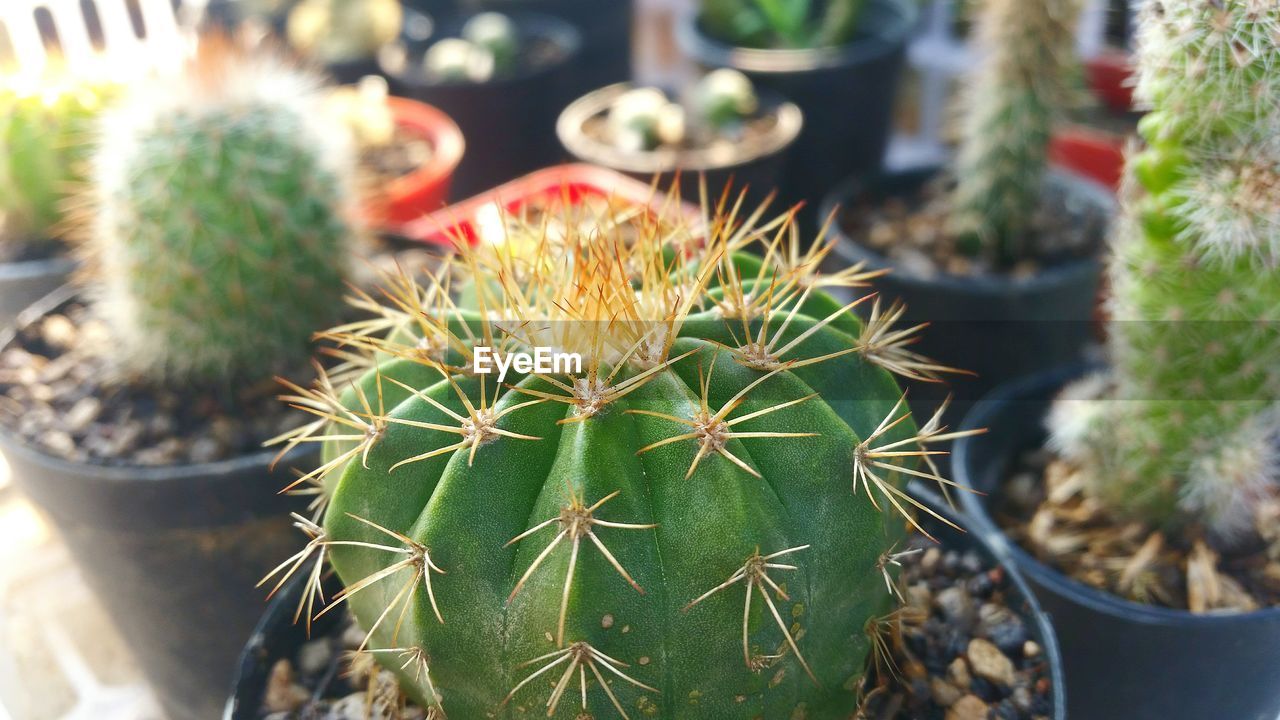 CLOSE-UP OF CACTUS PLANT