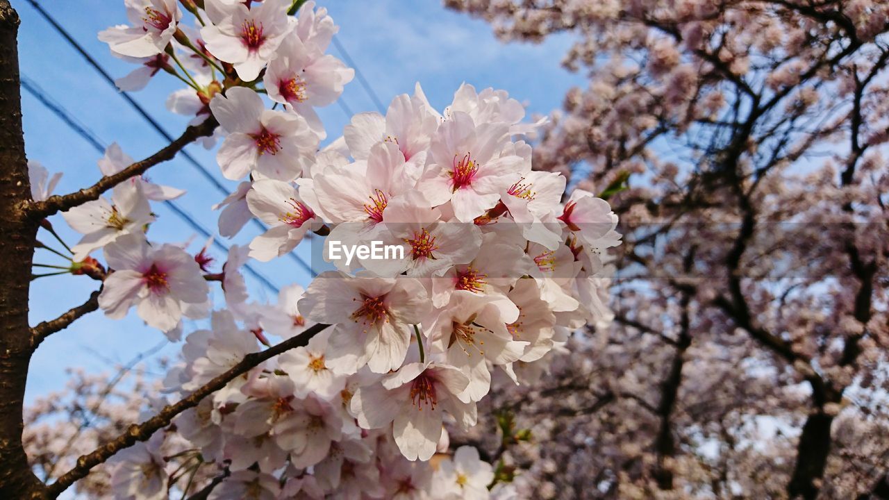 APPLE BLOSSOMS IN SPRING