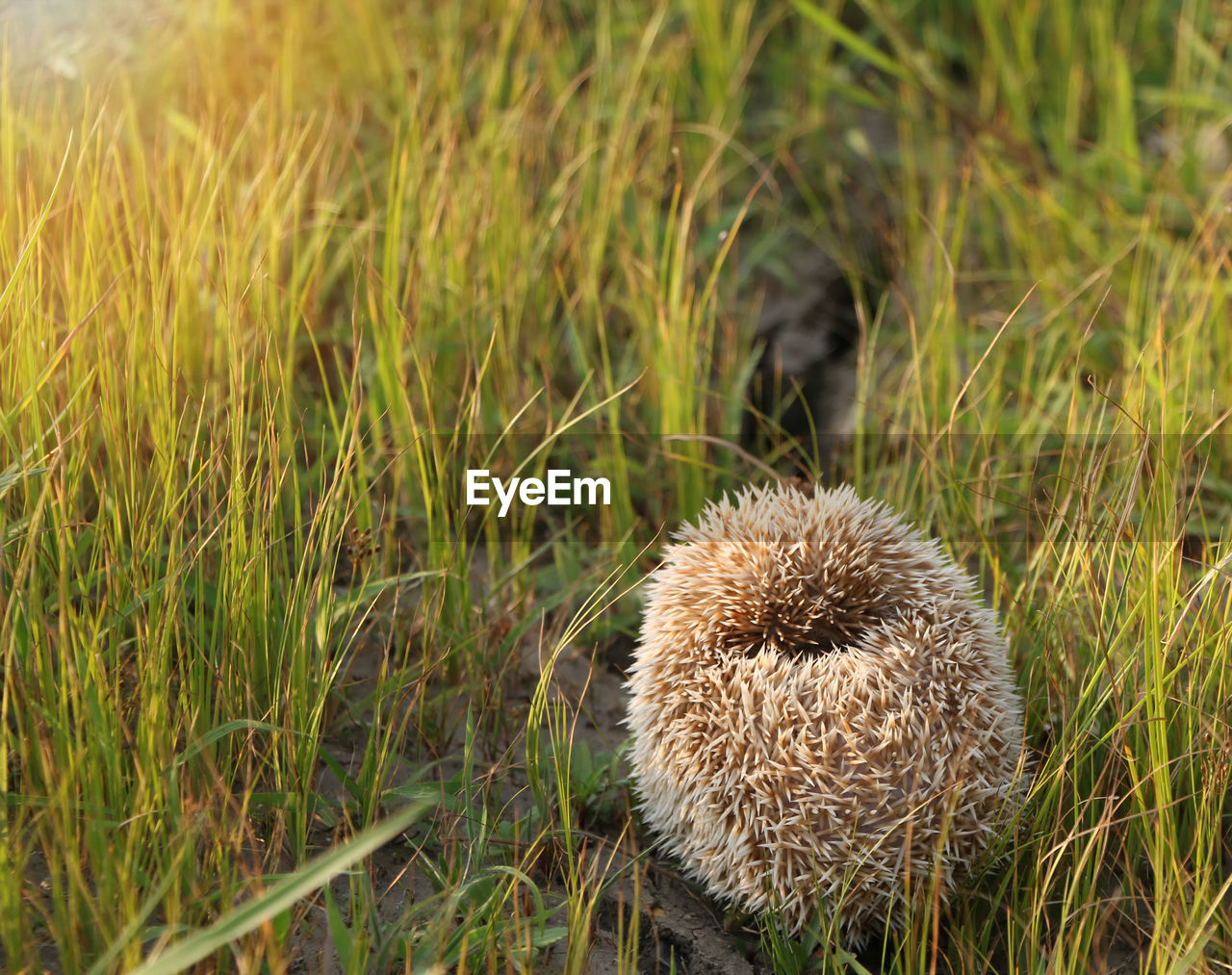 Hedgehog on floor grass. hedgehog curled up into a ball because of fear