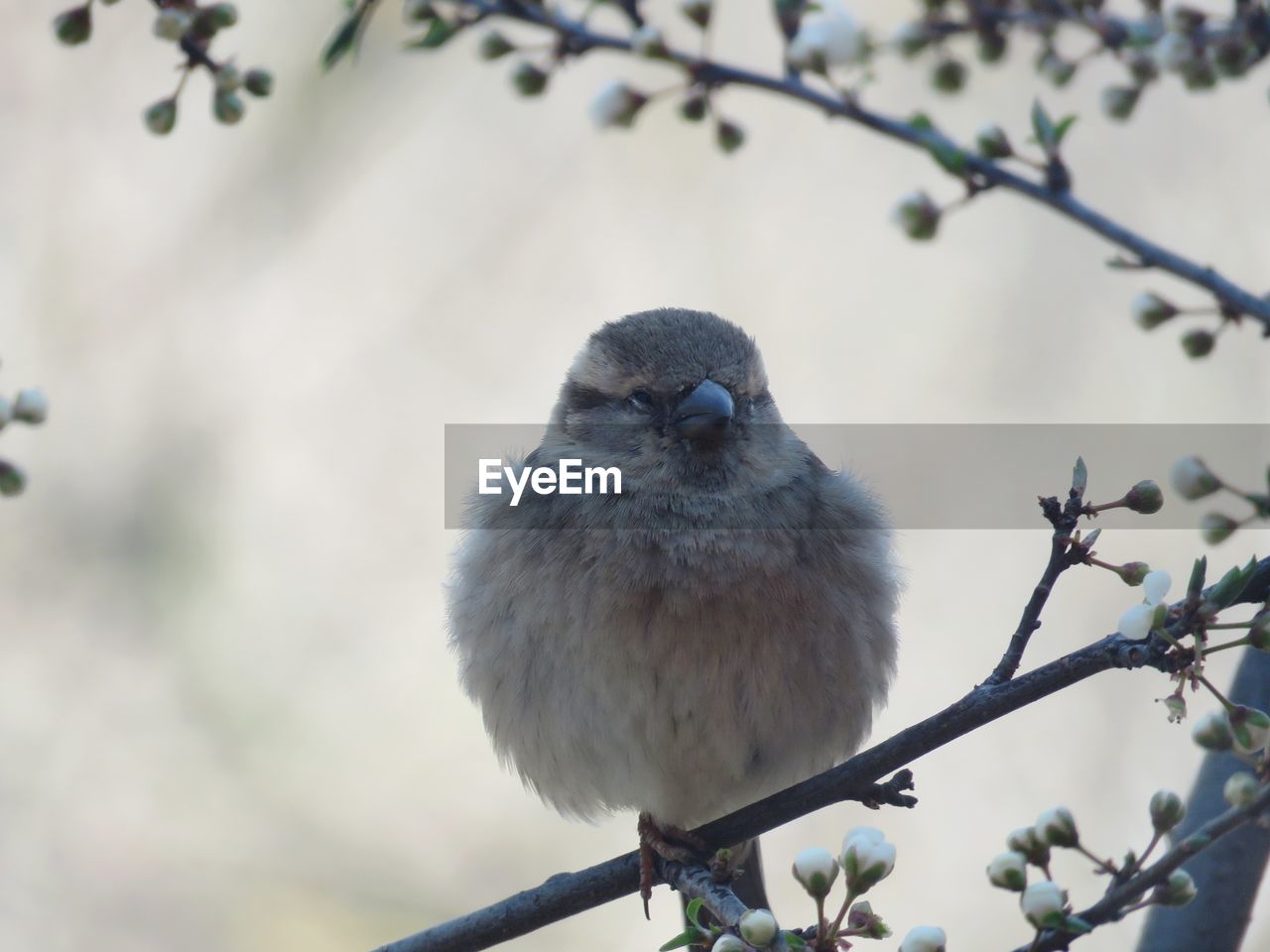 BIRD PERCHING ON A BRANCH