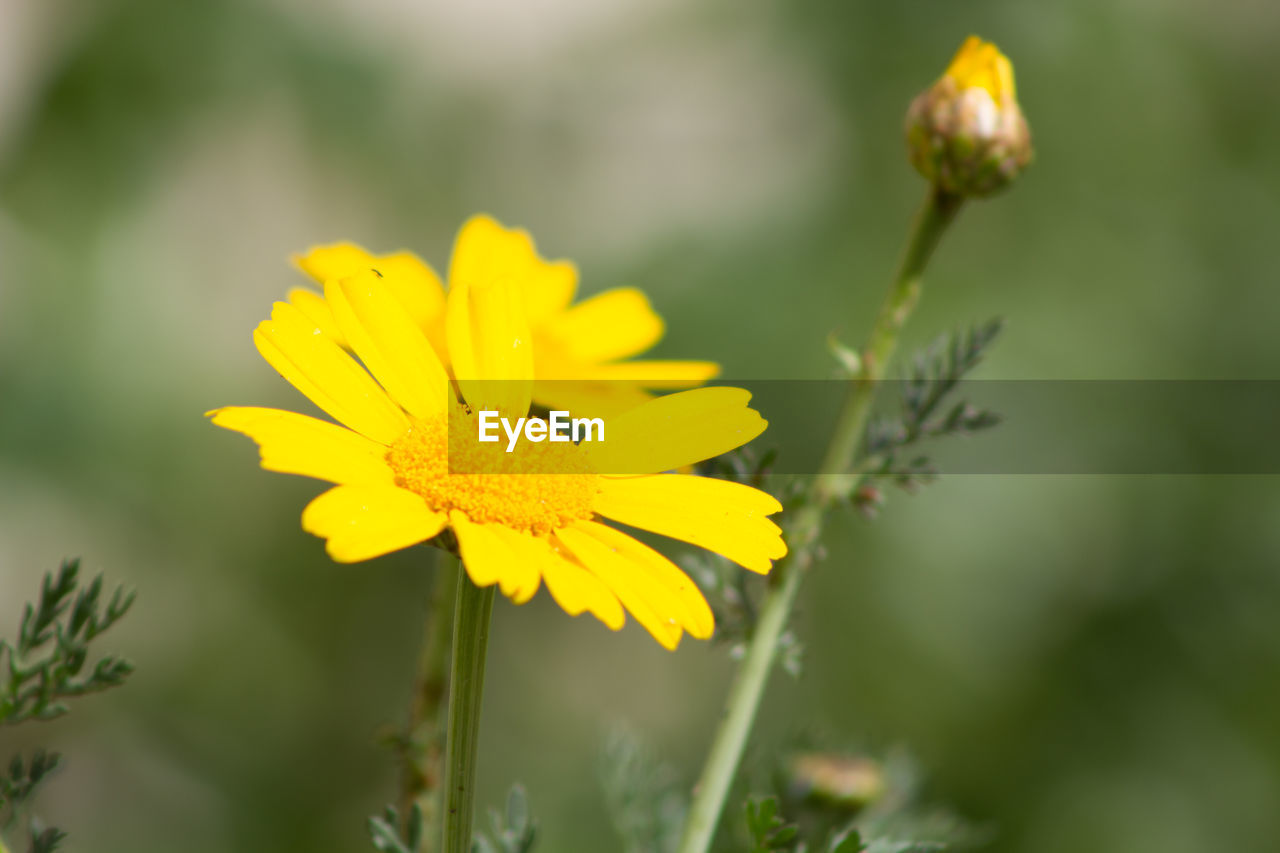 Close-up of yellow flower